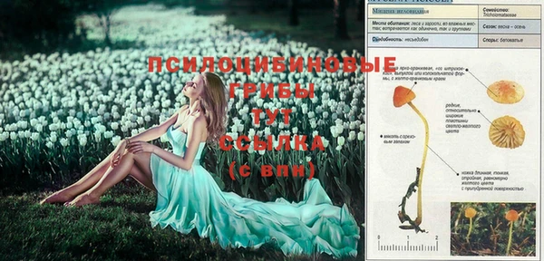 шишки Наволоки